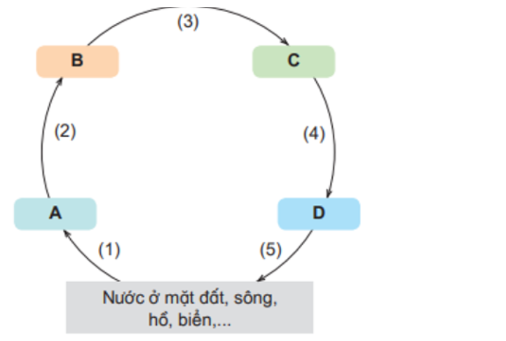 5 mẫu Sơ đồ vòng tuần hoàn nước chi tiết và sinh động