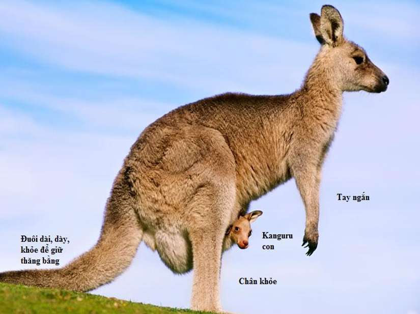 [CHUẨN NHẤT] So sánh đặc điểm sinh sản của thú mỏ vịt và kangaroo (ảnh 3)