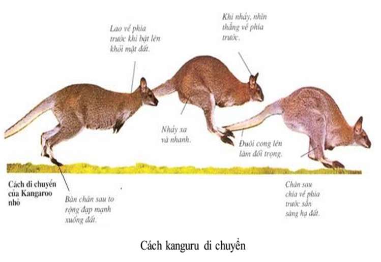 [CHUẨN NHẤT] So sánh đặc điểm sinh sản của thú mỏ vịt và kangaroo (ảnh 4)