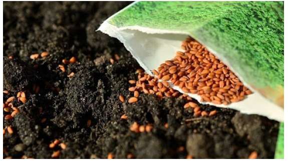 So sánh quy trình bảo quản hạt giống và củ giống

 | Công nghệ 10