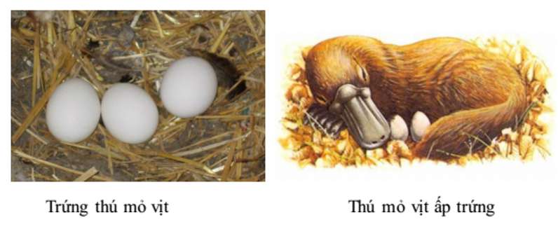 [CHUẨN NHẤT] So sánh sự sinh sản của bộ thú túi và bộ thú huyệt (ảnh 2)
