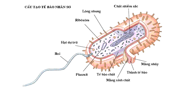 So sánh tế bào Prokaryote và Eukaryote