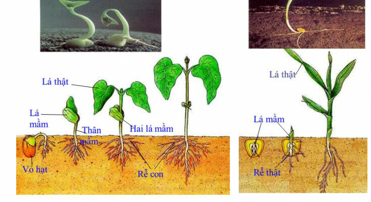 So sánh thực vật 1 lá mầm và 2 lá mầm