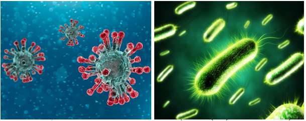So sánh virus và vi khuẩn (ảnh 3)