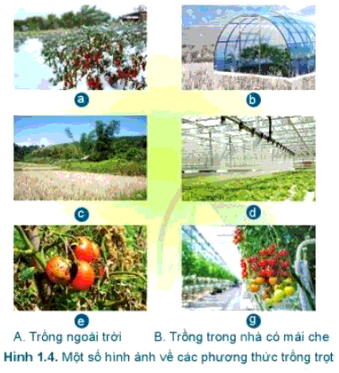 [SÁCH MỚI] Soạn Công nghệ 7 Bài 1: Giới thiệu chung về trồng trọt - Cánh diều