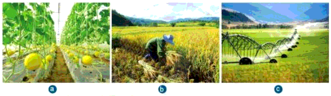 [SÁCH MỚI] Soạn Công nghệ 7 Bài 1: Giới thiệu chung về trồng trọt - Cánh diều