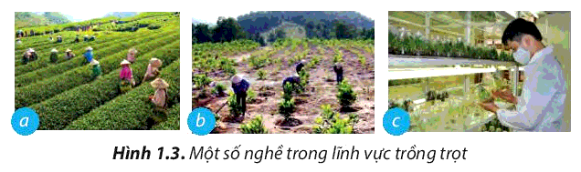 Sách mới Sơ đồ tư duy Công nghệ 7 Bài 1 CTST: Nghề trồng trọt ở Việt Nam