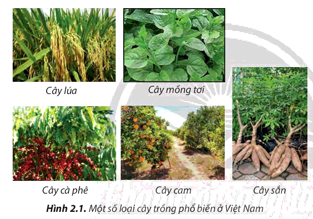Sách mới Sơ đồ tư duy Công nghệ 7 Bài 2 CTST: Các phương thức trồng trọt ở Việt Nam