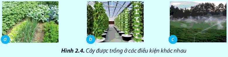 [SÁCH MỚI] Soạn Công nghệ 7 Bài 2: Các phương thức trồng trọt ở Việt Nam - Chân trời sáng tạo