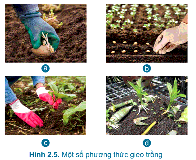 [SÁCH MỚI] Soạn Công nghệ 7 Bài 2: Quy trình trồng trọt - Cánh diều