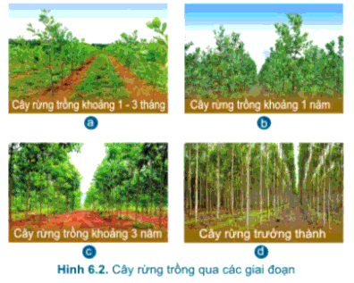 [SÁCH MỚI] Soạn Công nghệ 7 Bài 6: Chăm sóc cây rừng sau khi trồng - Cánh diều