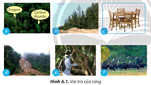 [SÁCH MỚI] Soạn Công nghệ 7 Bài 6: Rừng ở Việt Nam - Chân trời sáng tạo