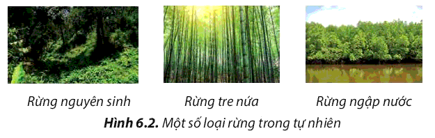 Sách mới Sơ đồ tư duy Công nghệ 7 Bài 6 CTST: Rừng ở Việt Nam