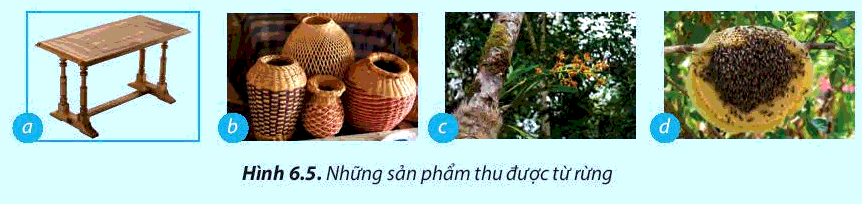 [SÁCH MỚI] Soạn Công nghệ 7 Bài 6: Rừng ở Việt Nam - Chân trời sáng tạo