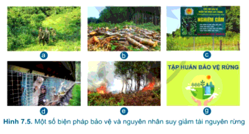 [SÁCH MỚI] Soạn Công nghệ 7 Bài 7: Bảo vệ rừng - Cánh diều