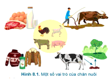 [SÁCH MỚI] Soạn Công nghệ 7 Bài 8: Giới thiệu chung về chăn nuôi - Cánh diều