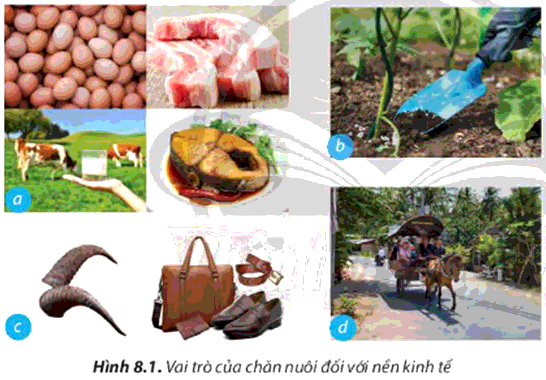 Sách mới Sơ đồ tư duy Công nghệ 7 Bài 8 CTST: Nghề chăn nuôi ở Việt Nam