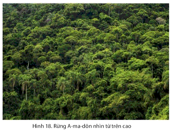 Soạn Địa 7 Bài 18: Vấn đề khai thác, sử dụng và bảo vệ rừng A-ma-dôn - Chân trời sáng tạo
