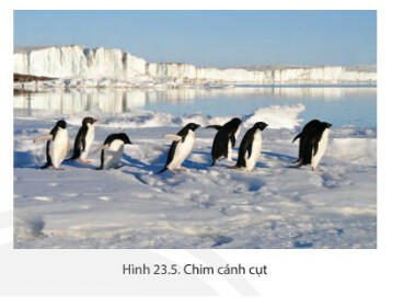 Soạn Địa 7 Bài 23: Thiên nhiên châu Nam Cực - Chân trời sáng tạo