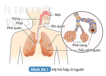 Soạn KHTN 8 Bài 34: Hệ hô hấp ở người 