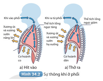 Soạn KHTN 8 Bài 34: Hệ hô hấp ở người 