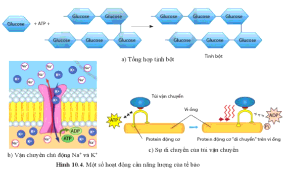 Soạn Sinh 10 Bài 10: Sự chuyển hóa năng lượng và enzyme - Cánh diều