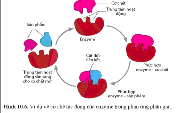 Soạn Sinh 10 Bài 10: Sự chuyển hóa năng lượng và enzyme - Cánh diều