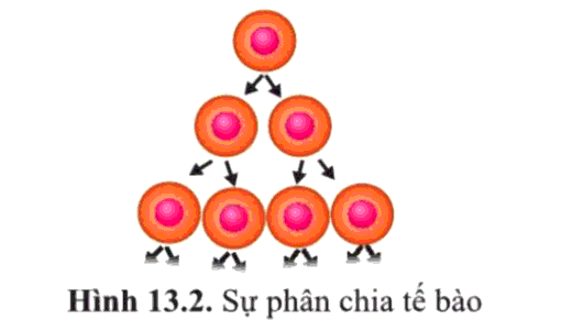 Soạn Sinh 10 Bài 13: Chu kì tế bào và nguyên phân - Cánh diều