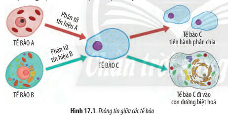 Soạn Sinh 10 bài 17 CTST: Thông tin giữa các tế bào