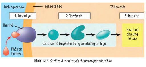 Soạn Sinh 10 bài 17 CTST: Thông tin giữa các tế bào