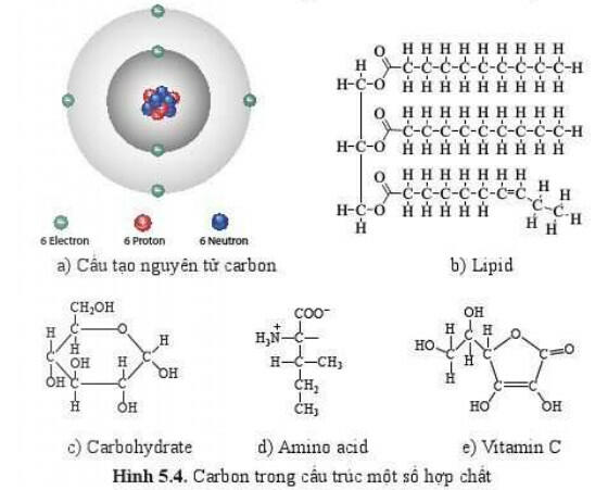 Soạn Sinh 10 Bài 5: Các nguyên tố hóa học và nước - Cánh Diều (ảnh 4)