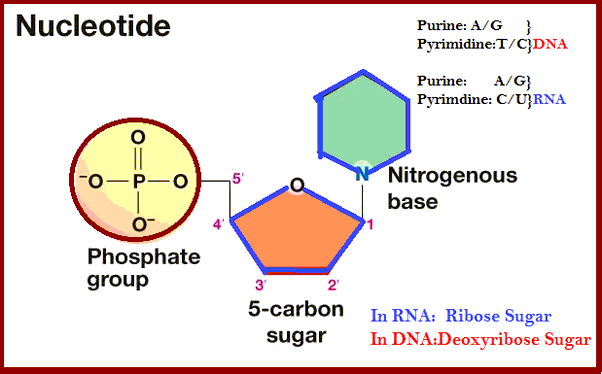 Soạn Sinh 10 Bài 6: Các phân tử sinh học - Cánh Diều (ảnh 12)