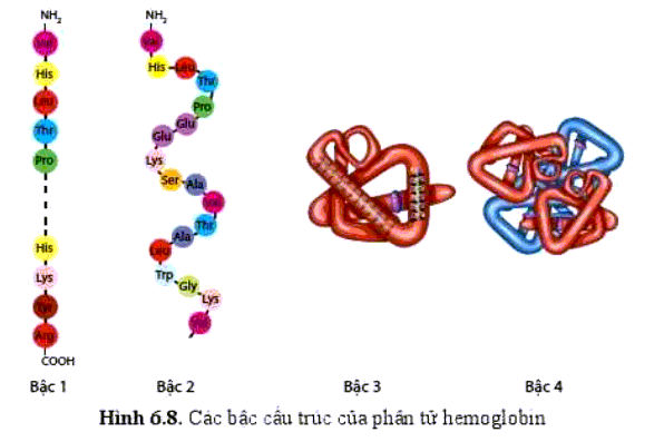 Soạn Sinh 10 Bài 6: Các phân tử sinh học - Cánh Diều (ảnh 9)