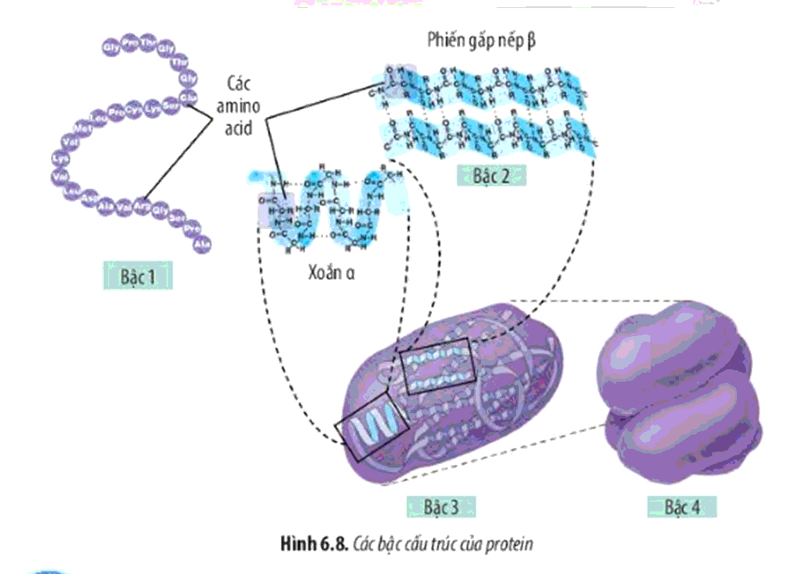 [Sách mới] Soạn Sinh 10 Bài 6: Các phân tử sinh học trong tế bào - Chân trời sáng tạo