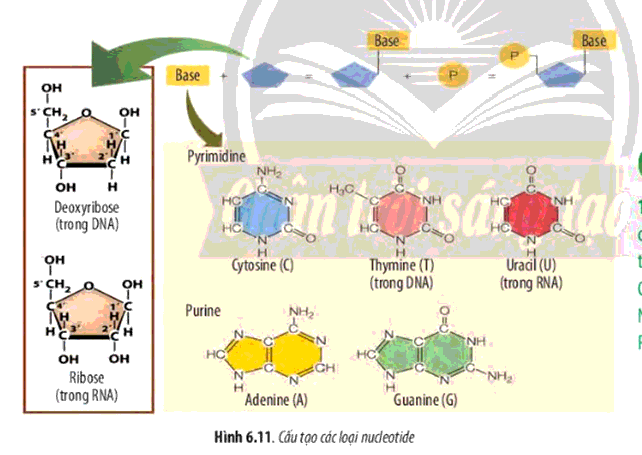 [Sách mới] Soạn Sinh 10 Bài 6: Các phân tử sinh học trong tế bào - Chân trời sáng tạo