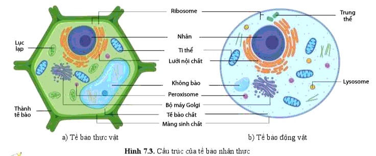 Soạn Sinh 10 Bài 7: Tế bào nhân sơ và tế bào nhân thực - Cánh Diều (ảnh 3)