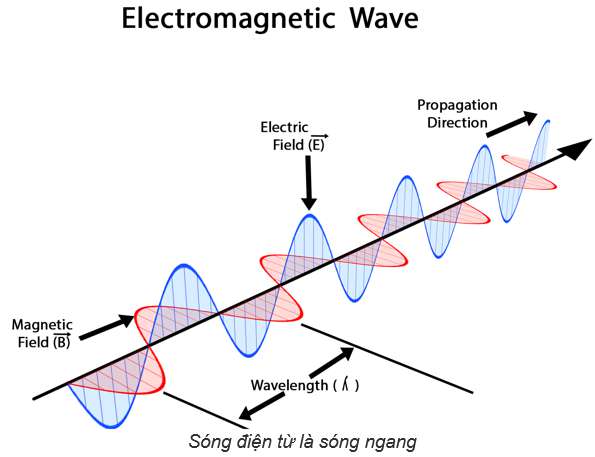 Tại sao sóng điện từ được coi là sóng ngang? 
