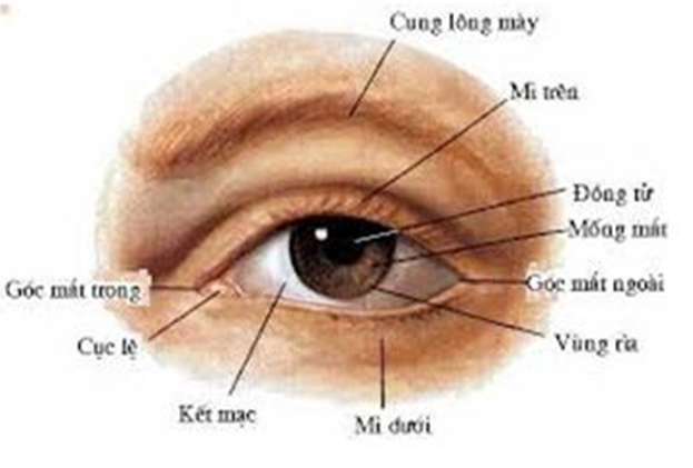 [CHUẨN NHẤT] Sự điều tiết của mắt là gì? (ảnh 2)