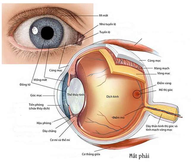 [CHUẨN NHẤT] Sự điều tiết của mắt là gì? (ảnh 3)
