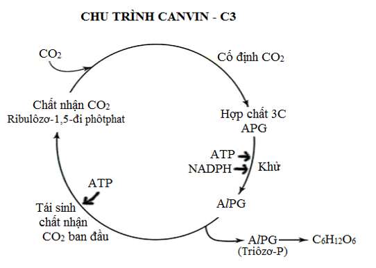 Điểm giống và khác nhau giữa chu trình C3, C4 và CAM (hình 2)
