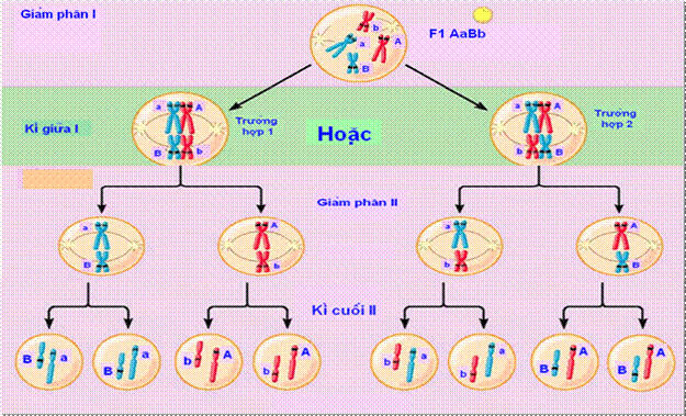 Sự phân li độc lập và tổ hợp ngẫu nhiên của các cặp nhiễm sắc thể trong quá trình giảm phân và tổ hợp ngẫu nhiên của các giao tử