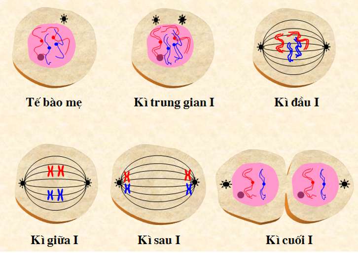 Sự sinh trưởng ở các mô cơ quan và tế bào là nhờ quá trình nào? (ảnh 2)