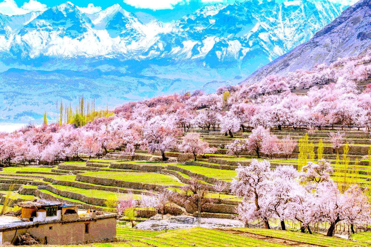 Một trong những điểm đến du lịch nổi tiếng ở Cộng hòa Nam Phi là Thung lũng Hoa Anh Đào (Cherry Blossom Valley)