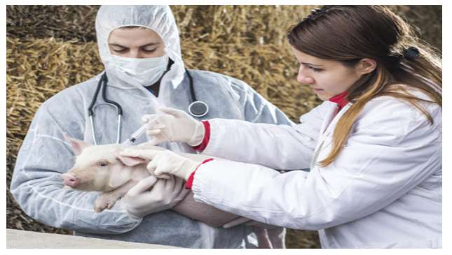 Tác dụng của vắc xin đối với vật nuôi?