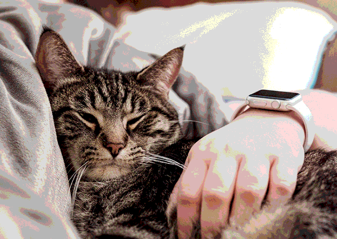 Tác giả - Tác phẩm: Một con mèo nằm trên ngực tôi (Tóm tắt, nội dung, nghệ thuật, HCST, sơ đồ tư duy)