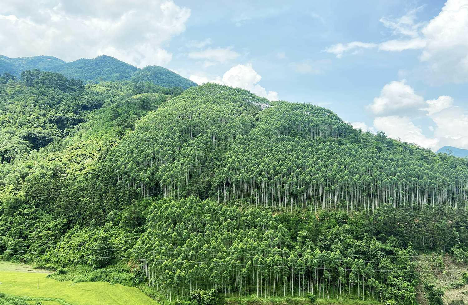 Tại địa phương em có những loại rừng nào? Hãy kể tên rừng ở Việt Nam mà em biết.