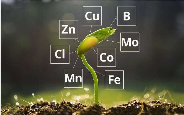 Tại sao các nguyên tố vi lượng lại chỉ cần với một lượng rất nhỏ đối với thực vật