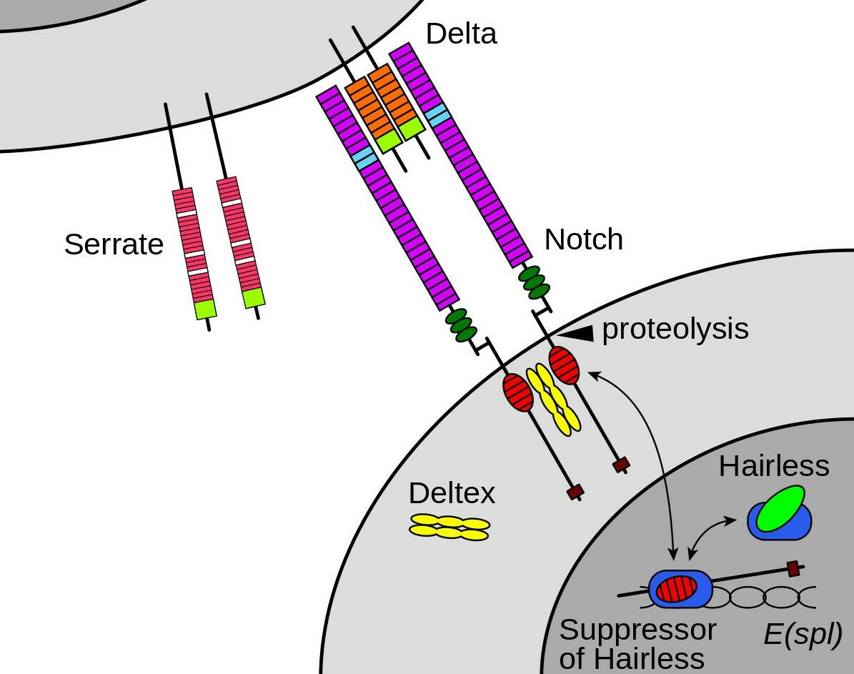 Tại sao các phân tử tín hiệu ngoại bào (như aldosterone) tan được trong lipid, xâm nhập được qua màng tế bào của mọi tế bào nhưng chỉ gây đáp ứng ở tế bào đích?