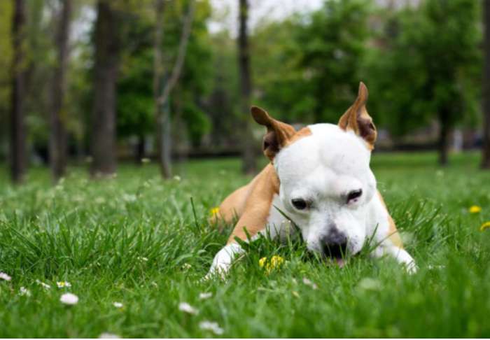 Tại sao chó ăn cỏ rồi nôn? Có nguy hiểm không? (ảnh 2)
