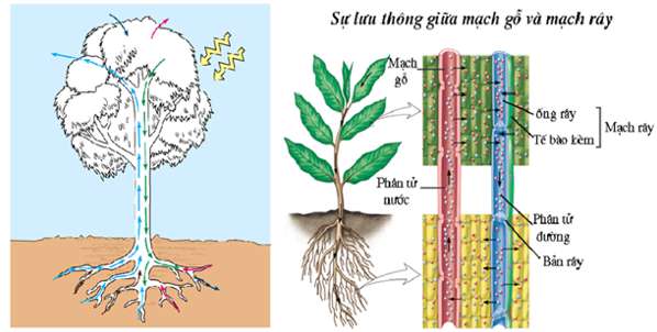 Tại sao hiện tượng ứ giọt chỉ xảy ở những cây bụi thấp và cây thân thảo?